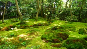 祇王寺の新緑の優雅な苔庭