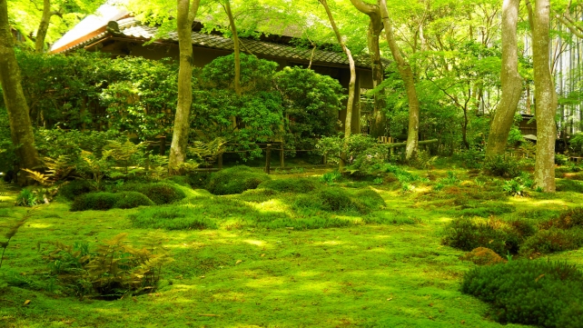 祇王寺の新緑の苔庭と草庵と青もみじ