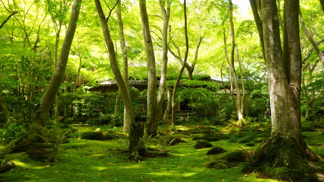 祇王寺の新緑の苔庭と草庵と綺麗な青紅葉