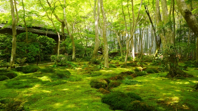 祇王寺の美しい新緑の苔庭と草庵と青もみじ
