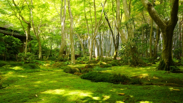 祇王寺の癒しの苔庭と草庵と新緑