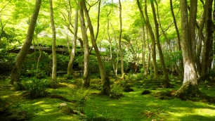 祇王寺の新緑の絶品の苔庭と草庵と青もみじ