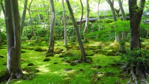 祇王寺の新緑の極上の苔庭と草庵と青もみじ