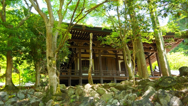 栖賢寺の本堂の鮮やかな新緑