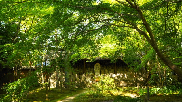 蓮華寺の百体地蔵と新緑