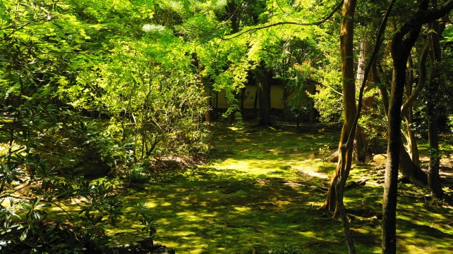 蓮華寺の庭園の苔