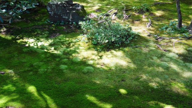 蓮華寺の庭園の緑の苔