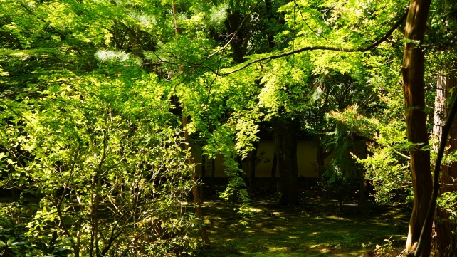 蓮華寺の新緑の清々しい庭園