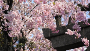 雨宝院 大聖歓喜天 桜 見ごろ 2014年4月