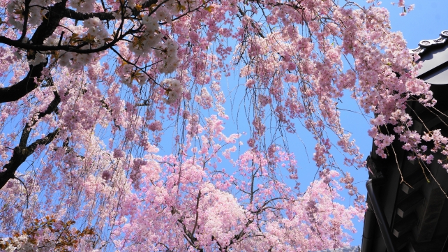 雨宝院 大聖歓喜天 桜 満開