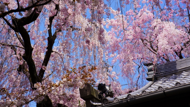 雨宝院の大聖歓喜天と満開の桜
