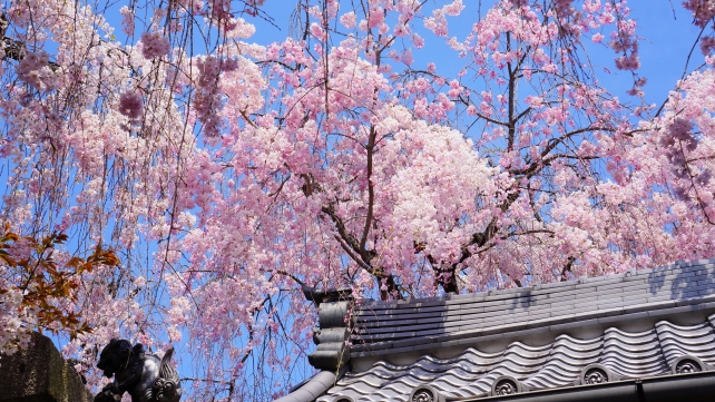 桜の名所の雨宝院の大聖歓喜天と見ごろの桜