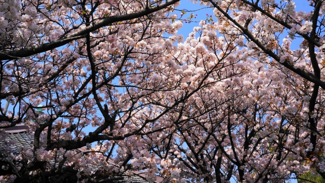 桜の名所の京都雨宝院の満開の桜