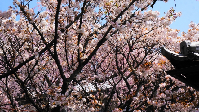 雨宝院 満開 桜