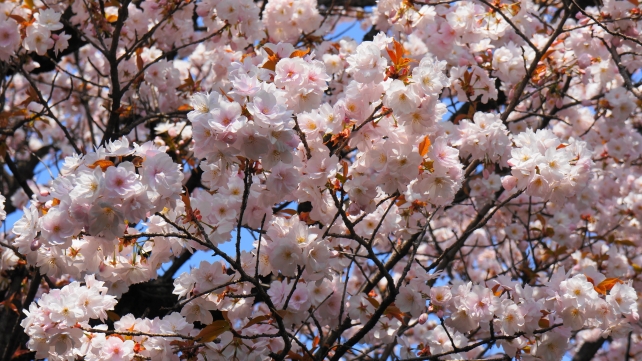 桜の名所の雨宝院の満開の桜