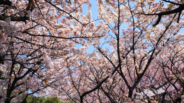 雨宝院の満開の桜