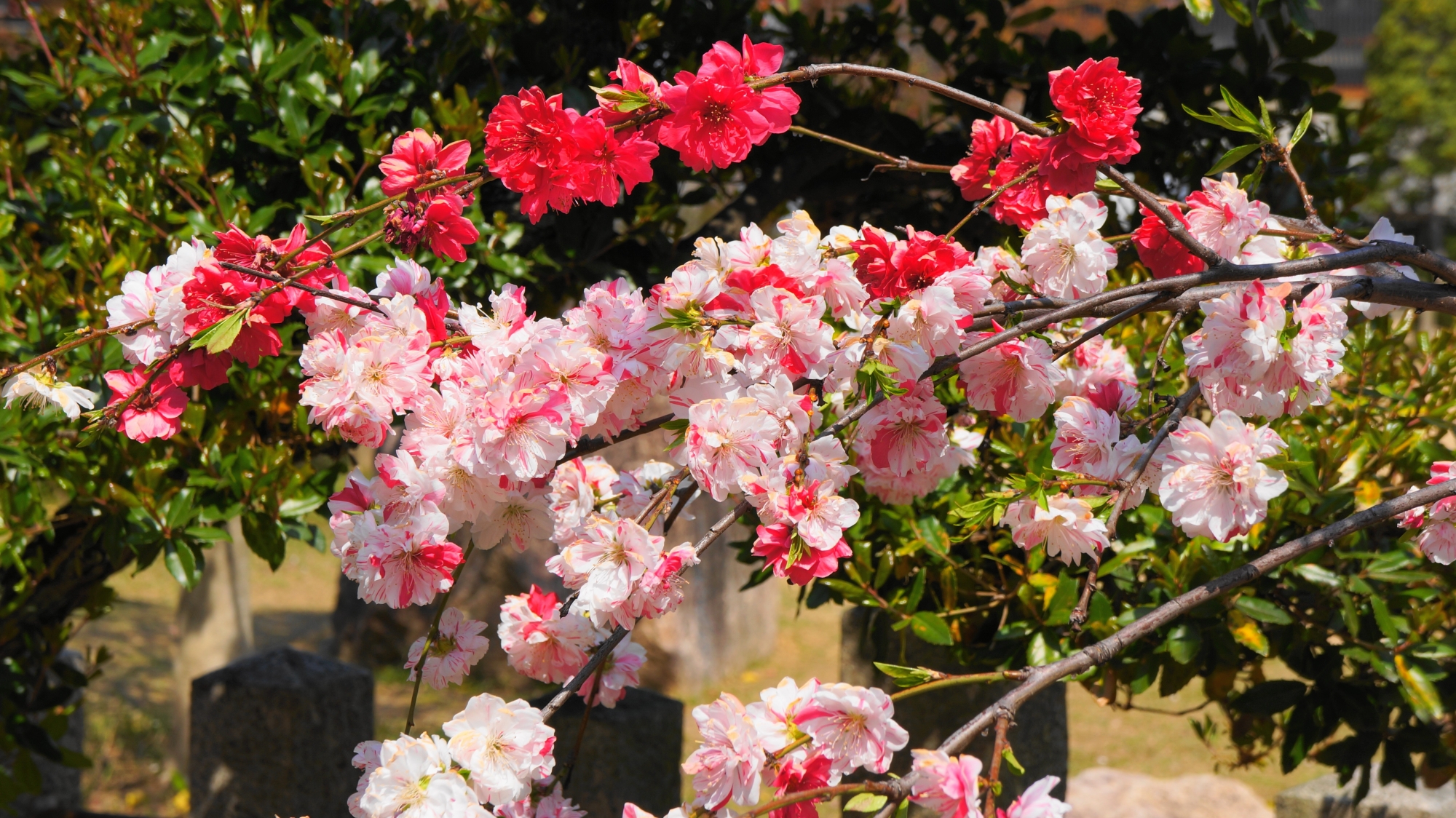 首途八幡宮の一つの花びらが二色になっている桃の花