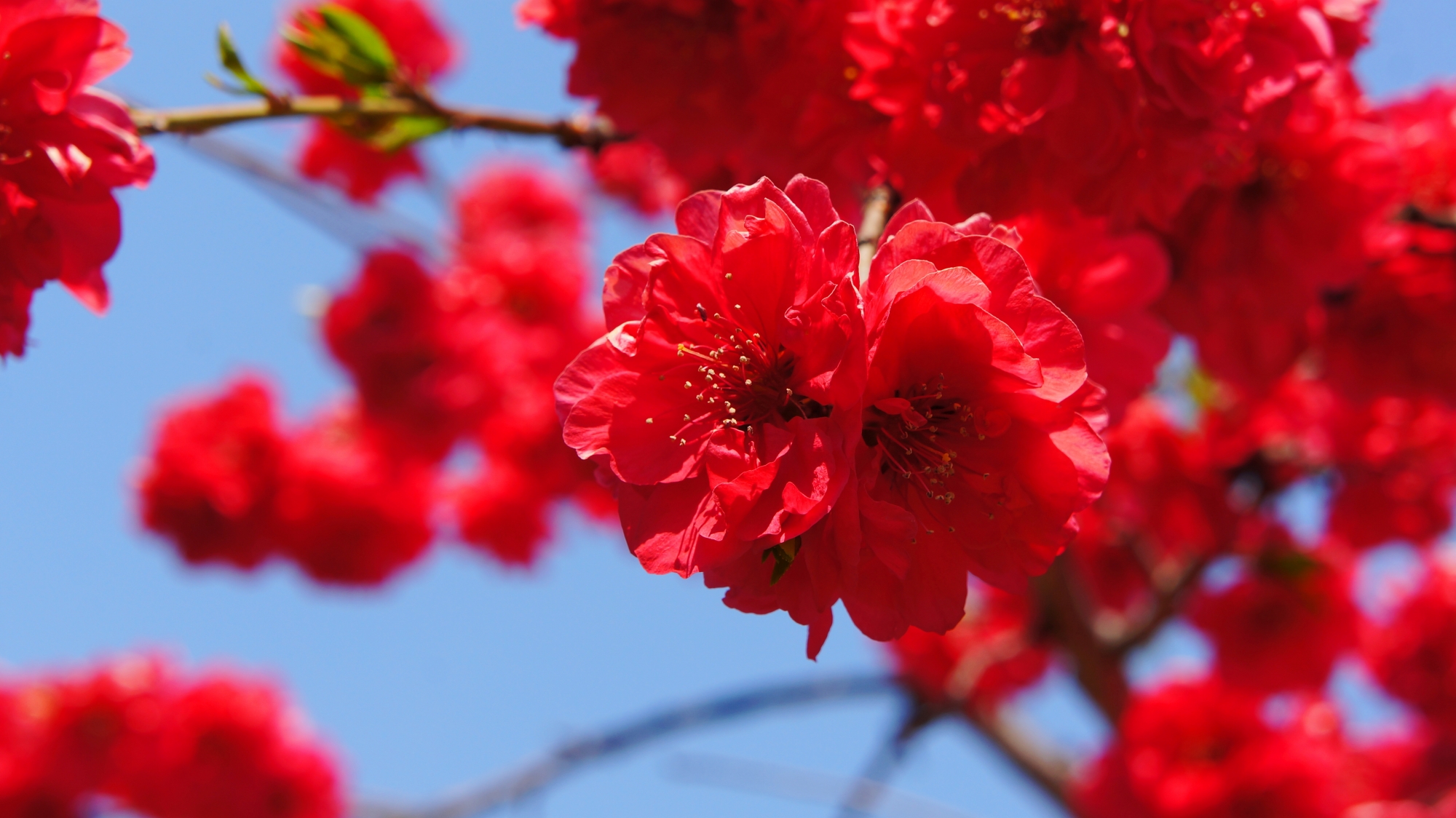 青空に映える鮮やかな赤い桃の花