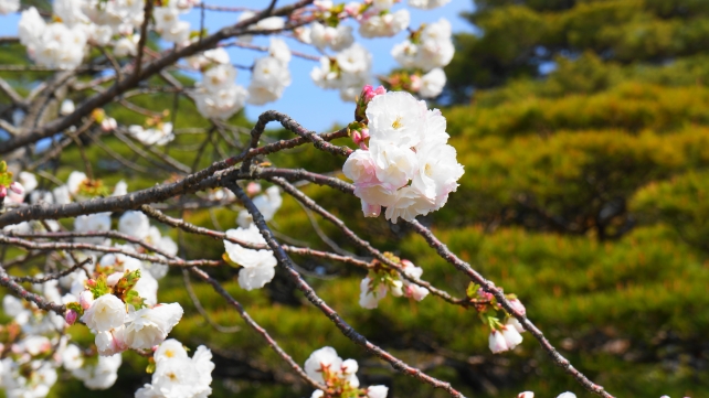 桜の咲く京都御所