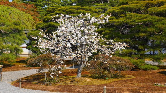 京都御所 桜