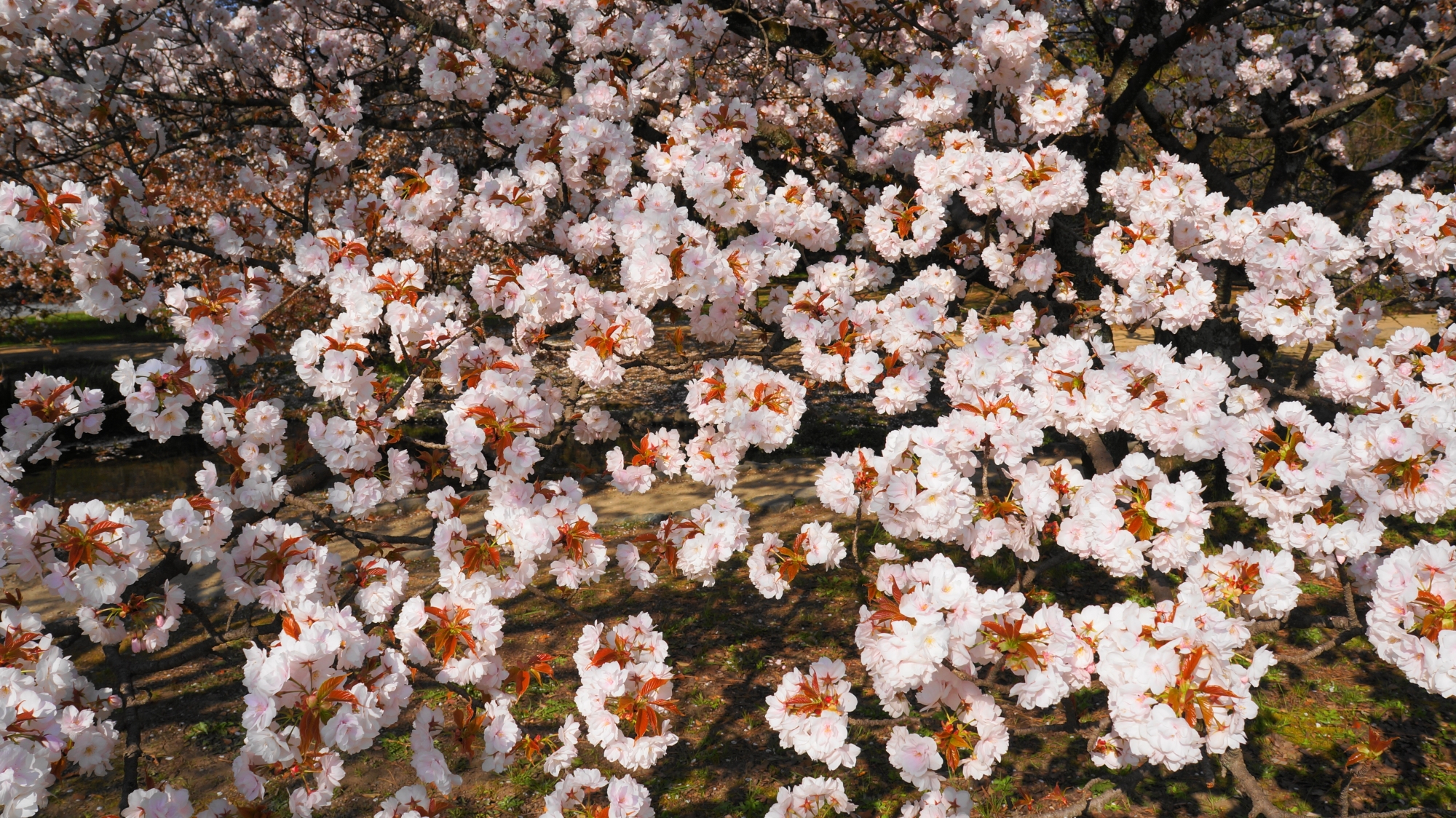 モコモコふわふわした花をいっぱいつける桜