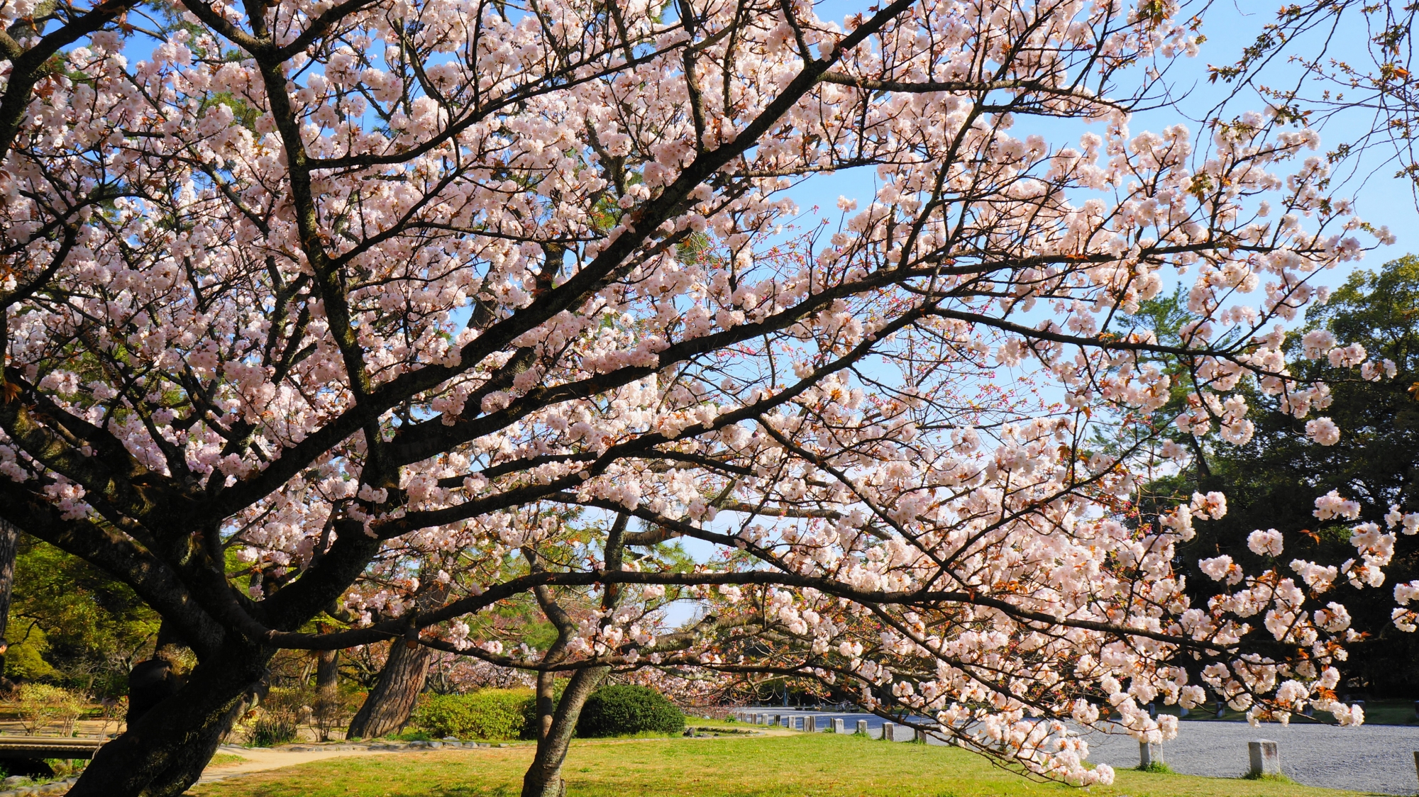空を覆う見事な桜