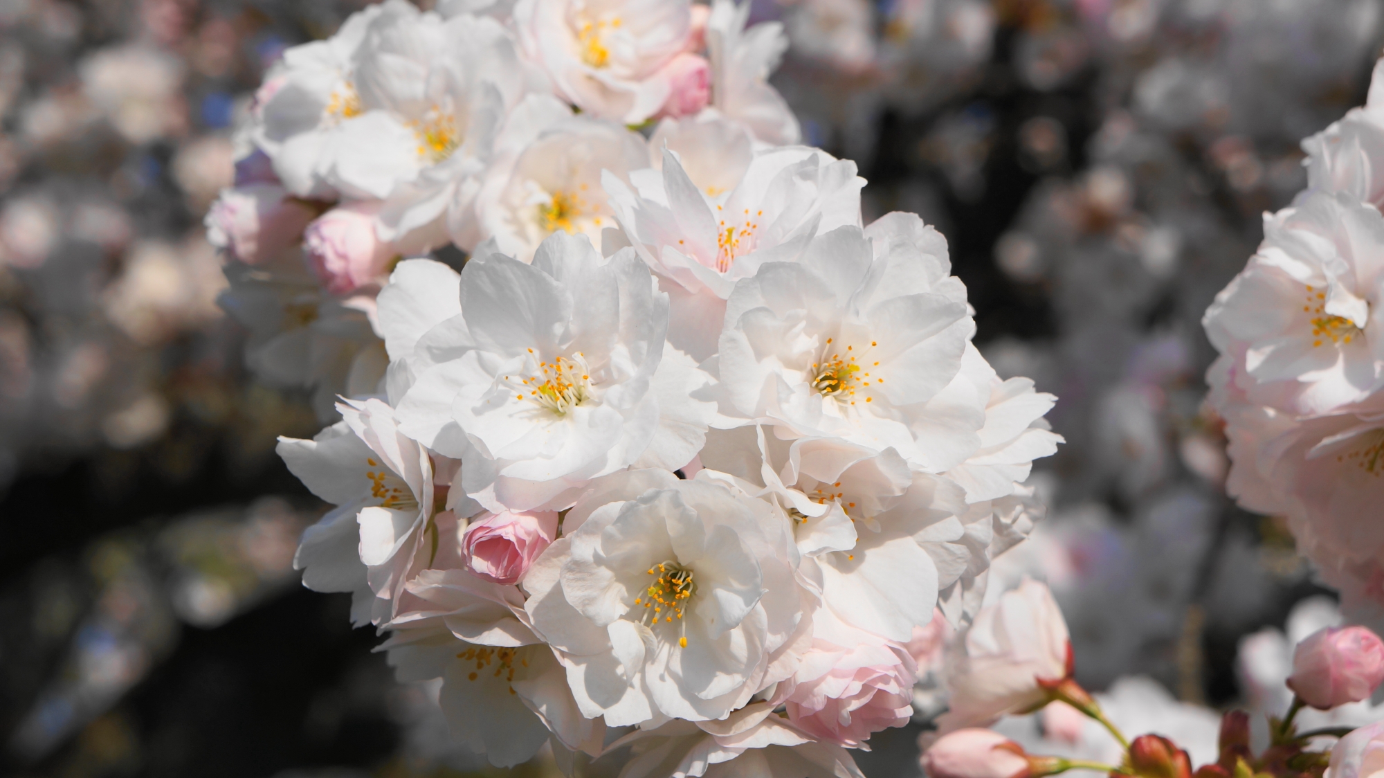 花びら一枚一枚は非常に繊細な桜