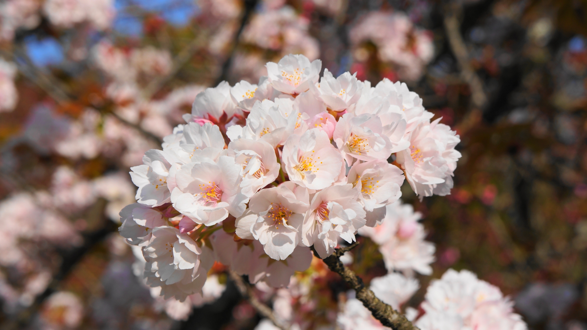 薄いピンクが入った白い綺麗な桜