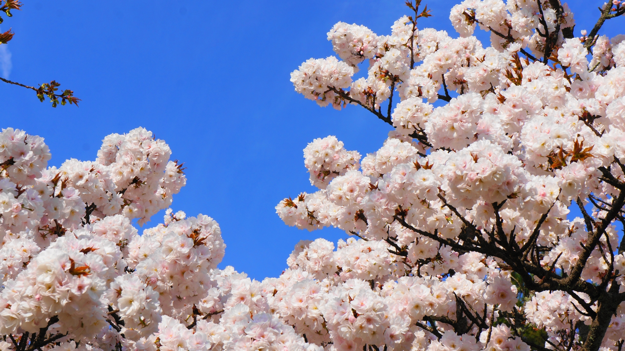 青空に映える華やかな桜