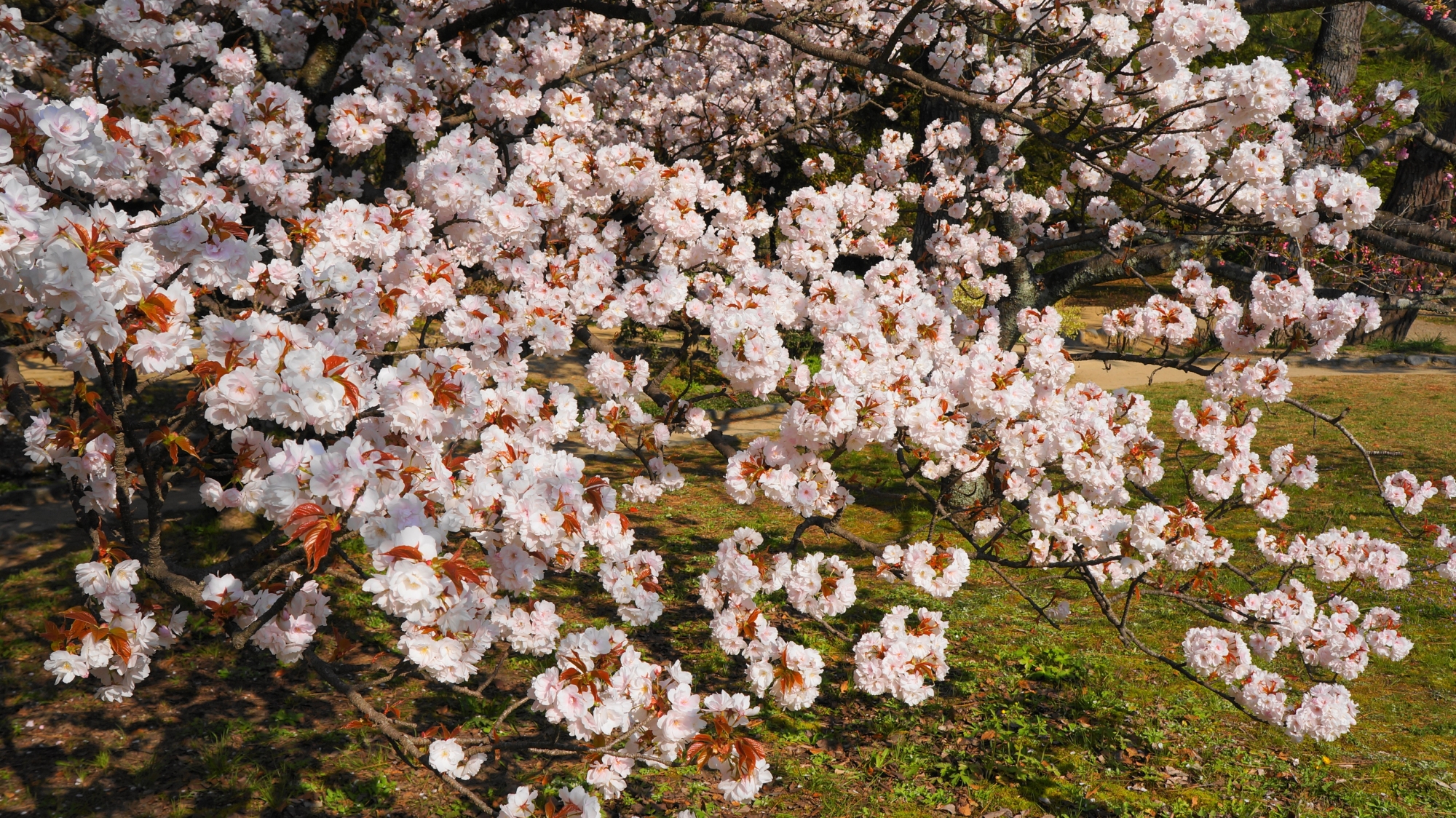地面を覆うようにも咲く里桜
