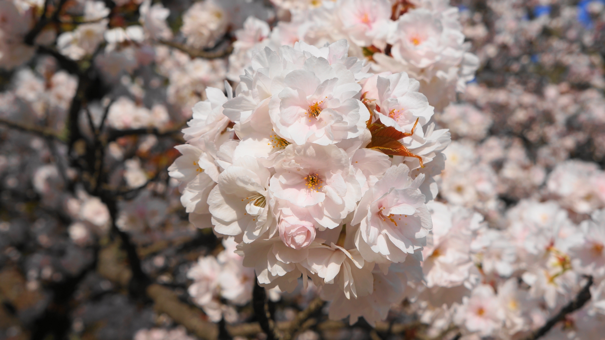 何となく優しい感じもする色合いや形の桜