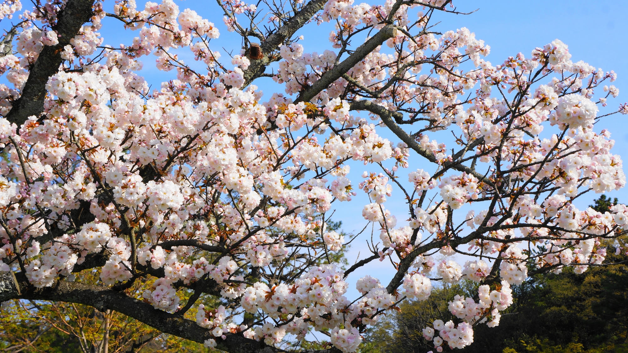 豪快に咲き誇る京都御苑の里桜
