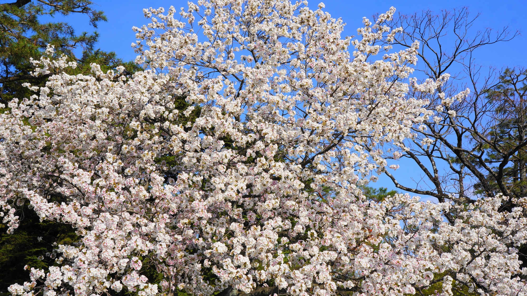 緑の豊富な京都御苑を華やかに白く染める桜