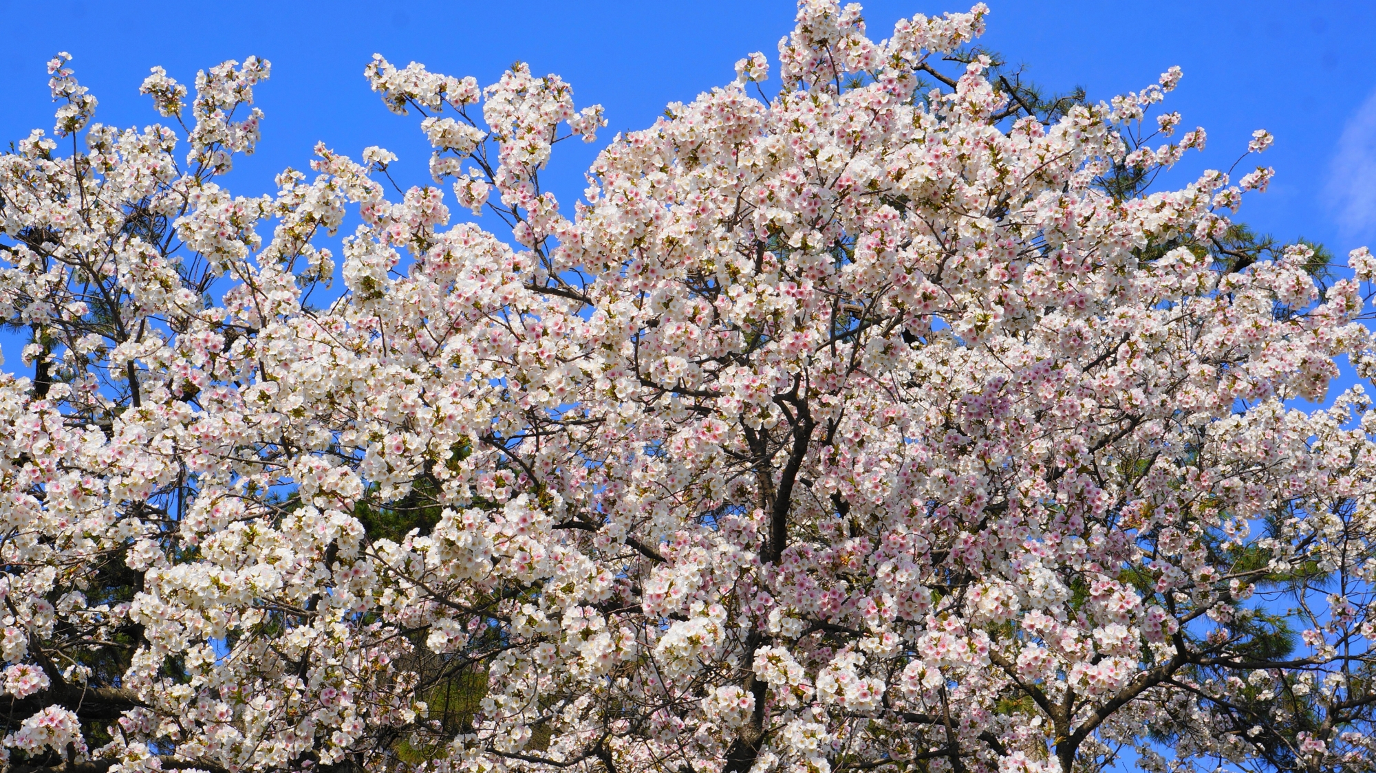 桜の種類が多いため桜を楽しめる期間も長い京都御苑