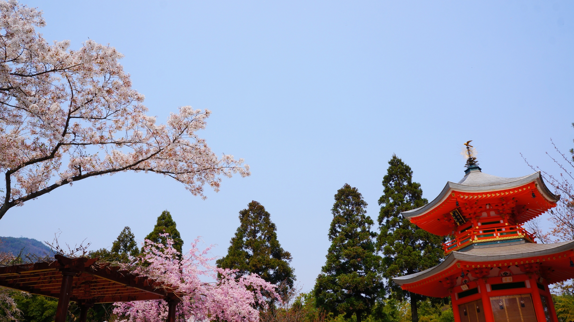 爽快な青空の下の鮮やかな遍照堂と咲き誇る桜