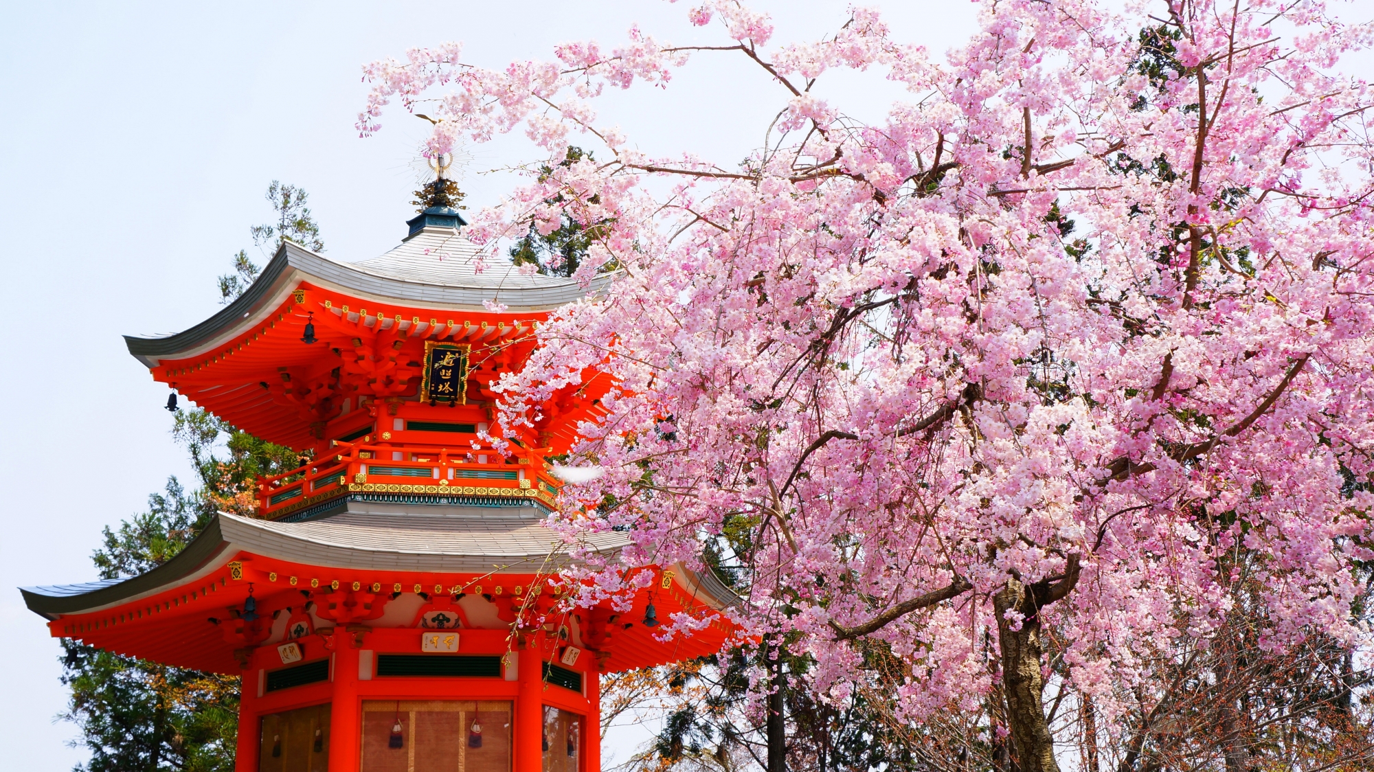 桜と遍照堂の絵になる春の風景