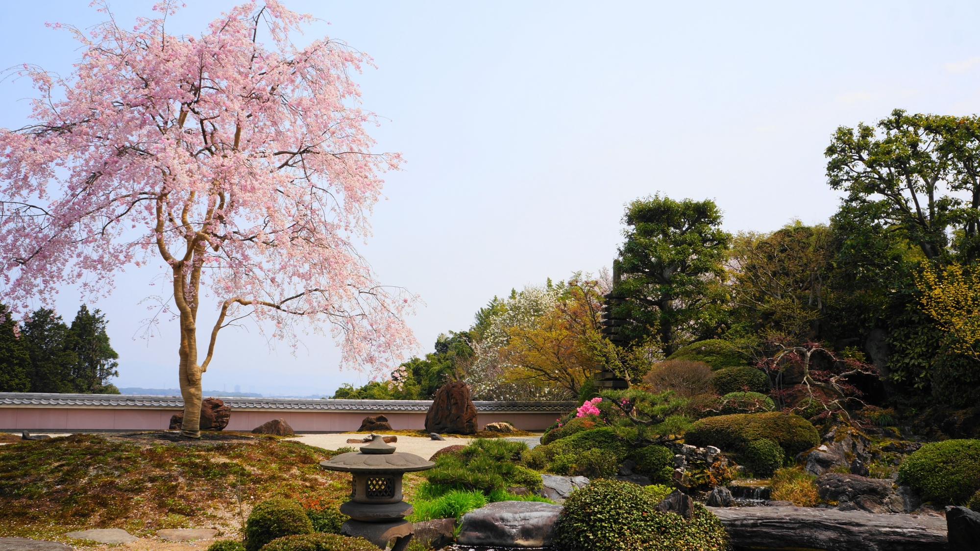 中心に立派な一本のしだれ桜が佇む宝生苑