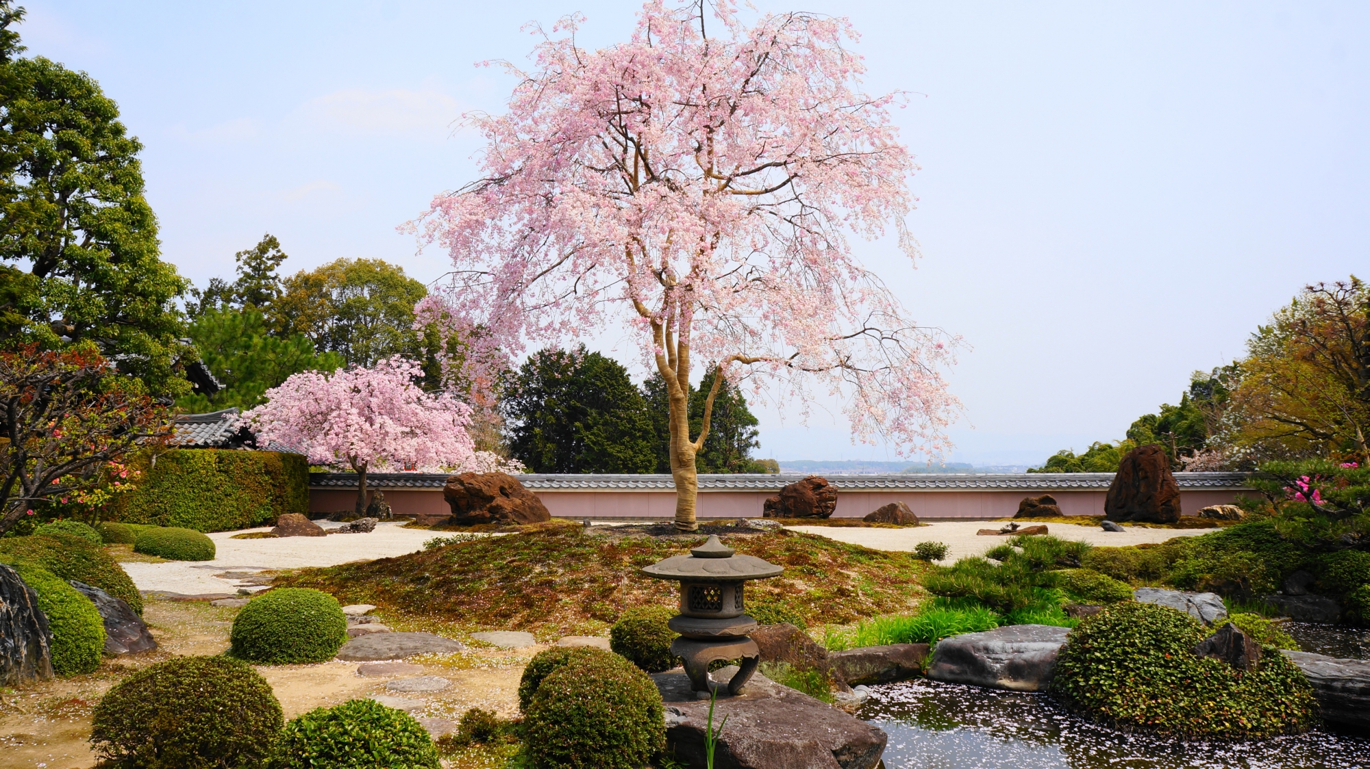 正法寺の庭園の「宝生苑（ほうしょうえん）」としだれ桜