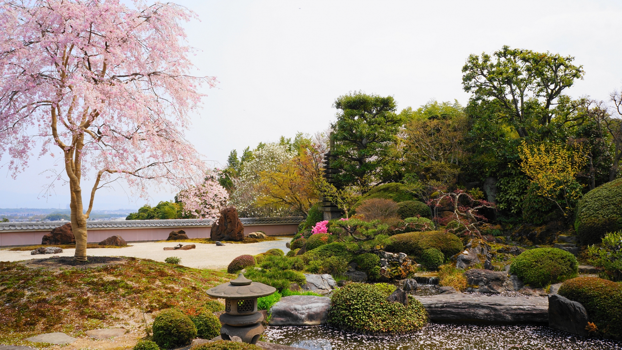 京都洛西の桜の穴場の正法寺