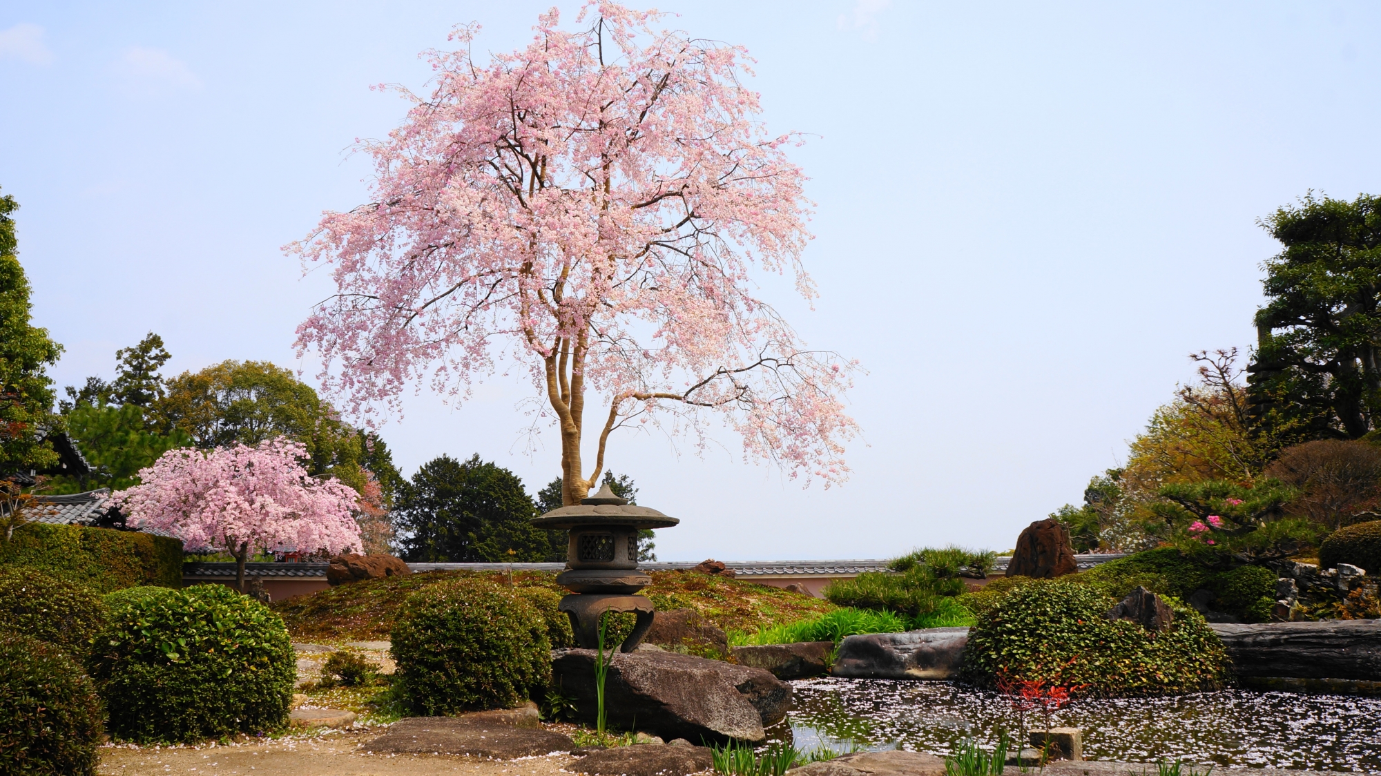 正法寺の素晴らしい桜と春の情景