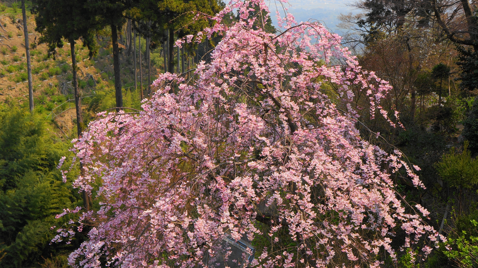 善峯寺の降り注ぐピンクのしだれ桜