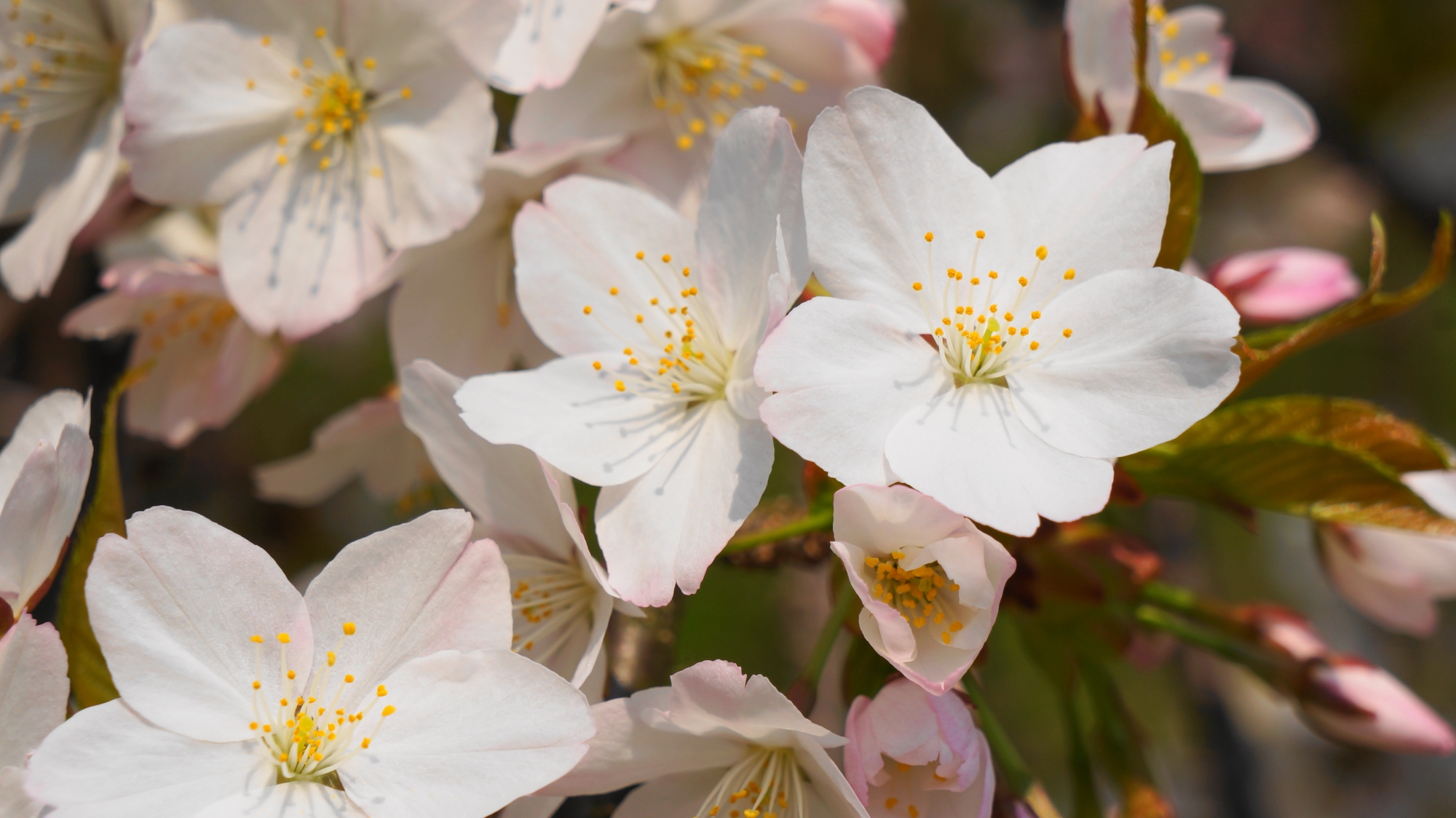 太陽を浴びる元気いっぱいの白い桜の花