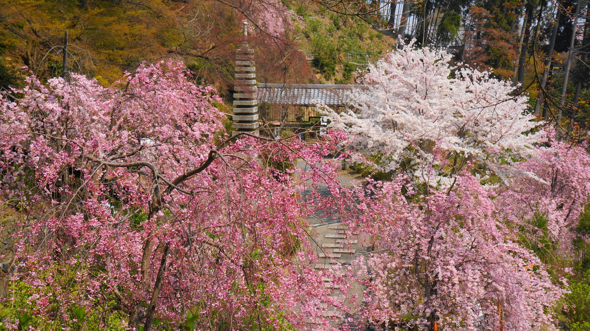 華やかな満開の桜につつまれた石塔