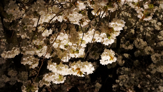 元離宮二条城の桜の園の満開の里桜のライトアップ