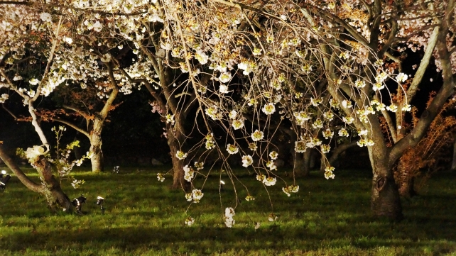 桜の名所の二条城の桜の園の華やかな里桜のライトアップ