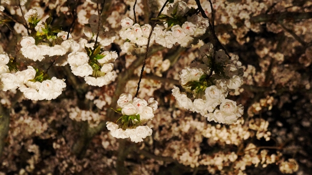 二条城の桜の園の華やかな里桜ライトアップ