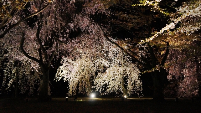 桜の名所の二条城の華やかな夜桜ライトアップ