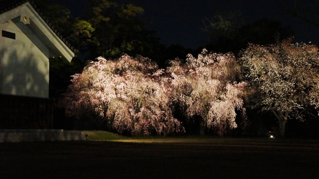 華やかな夜桜につつまれた二条城のライトアップ