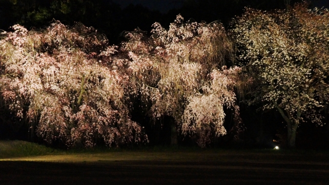 二条城の満開の夜桜ライトアップ 4月