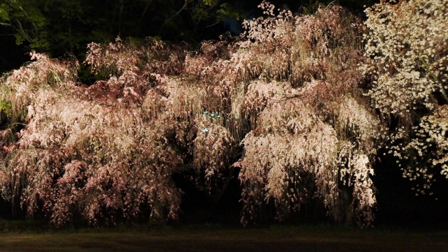 見事な夜桜ライトアップにつつまれたの桜の名所の二条城